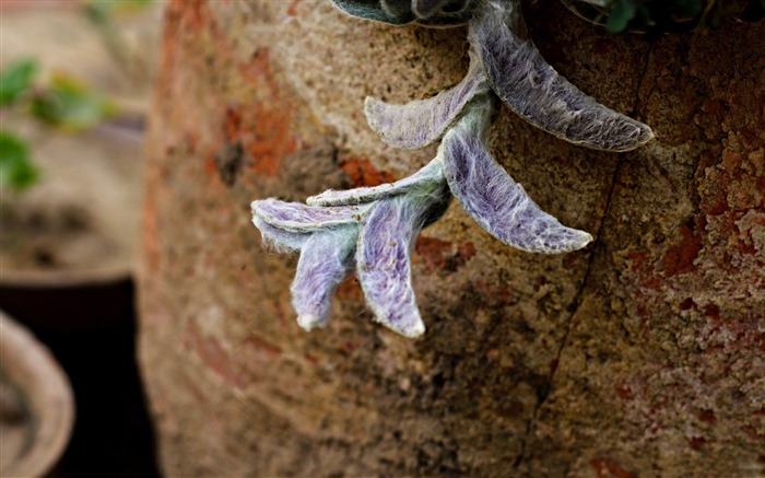 pot leaf-Photography Life HD Wallpaper Views:8555 Date:2013/9/8 23:04:06