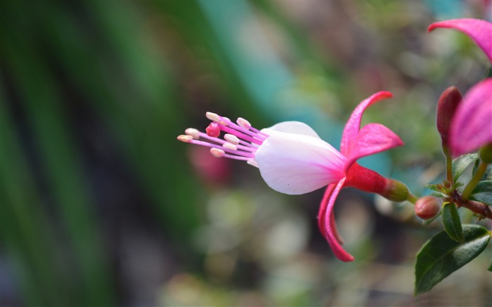 pretty and pink-Photography Life HD Wallpaper Views:8101 Date:2013/9/8 23:05:06