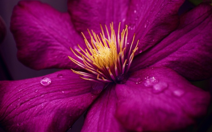 purple flower petals-Flowers photography wallpaper Views:8288 Date:2013/9/30 6:48:26