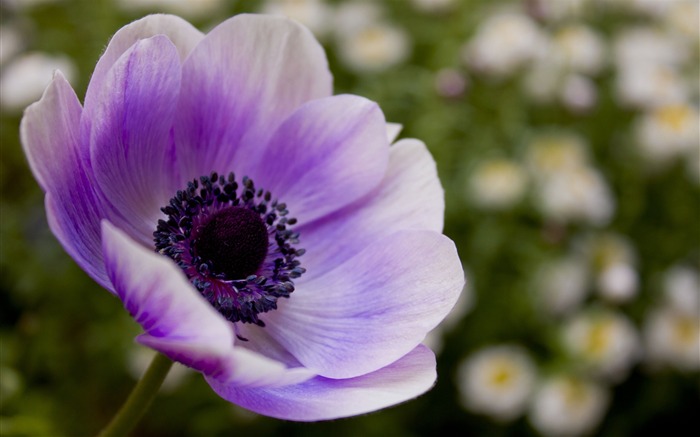 purple petals lilac-Flowers photography wallpaper Views:9032 Date:2013/9/30 6:49:32