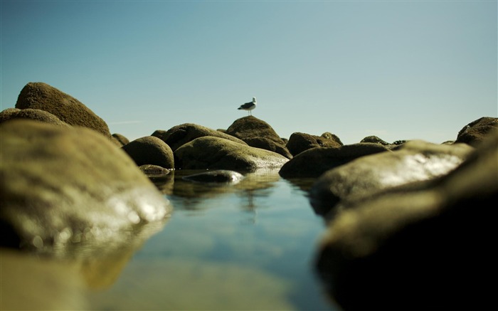 seagull on the rocks-Photography Life HD Wallpaper Views:7138 Date:2013/9/8 23:07:03