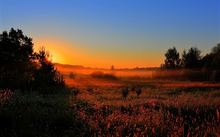 soleil éclairage champ d'orange-Nature HD Fond d'écran Vues:9956