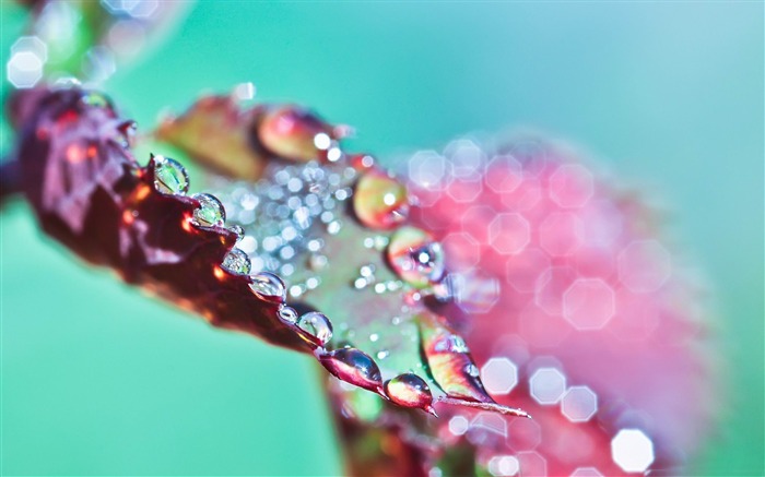 wet purple leaf bokeh-Photography Life HD Wallpaper Views:7555 Date:2013/9/8 23:09:07