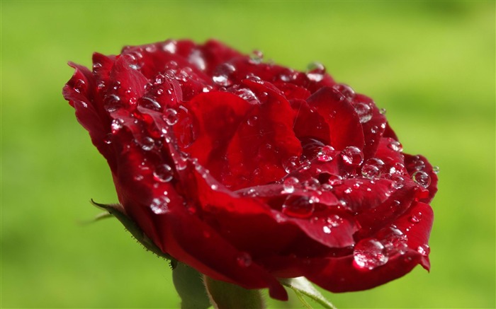 wet red rose-Flowers Pictures HD Wallpaper Views:9835 Date:2013/9/15 19:01:19