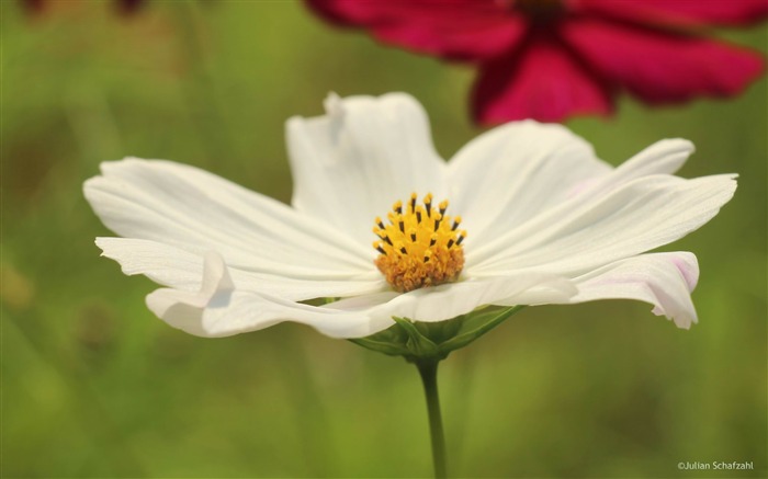 white blume-Flowers Pictures HD Wallpaper Views:7577 Date:2013/9/15 18:50:23