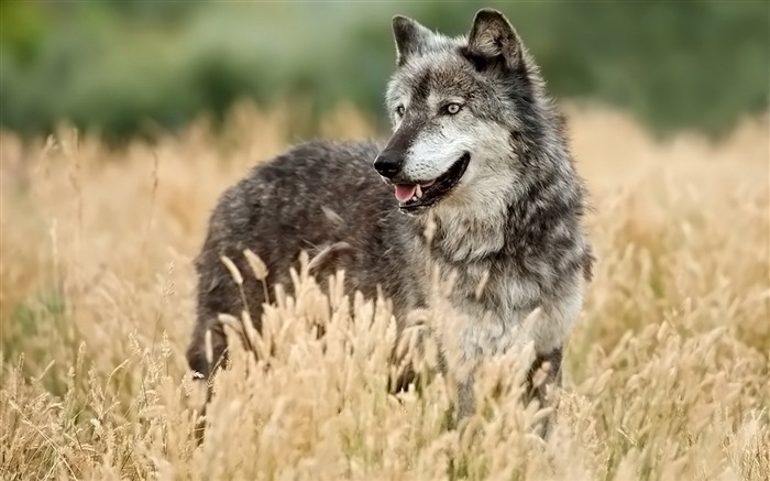 狼望著草狩獵 - 動物的寬屏壁紙 查看次數:8027