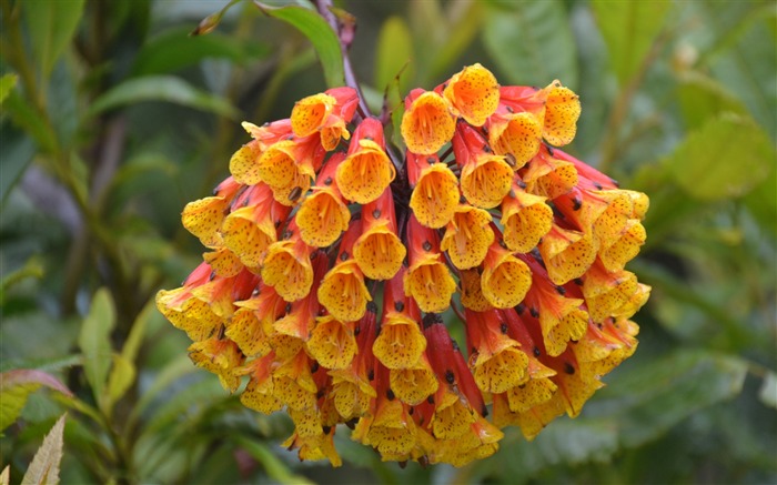 yellow plant-Flower photography wallpaper Views:6898 Date:2013/9/30 6:59:49