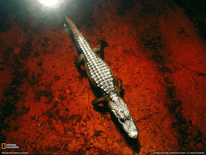 Alligator Okefenokee Swamp-National Geographic Wallpaper Views:9056 Date:2013/10/19 10:53:39