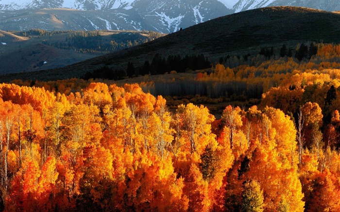 Autumn trees gold mountains-Landscape HD Wallpaper Views:12225 Date:2013/10/9 8:50:38