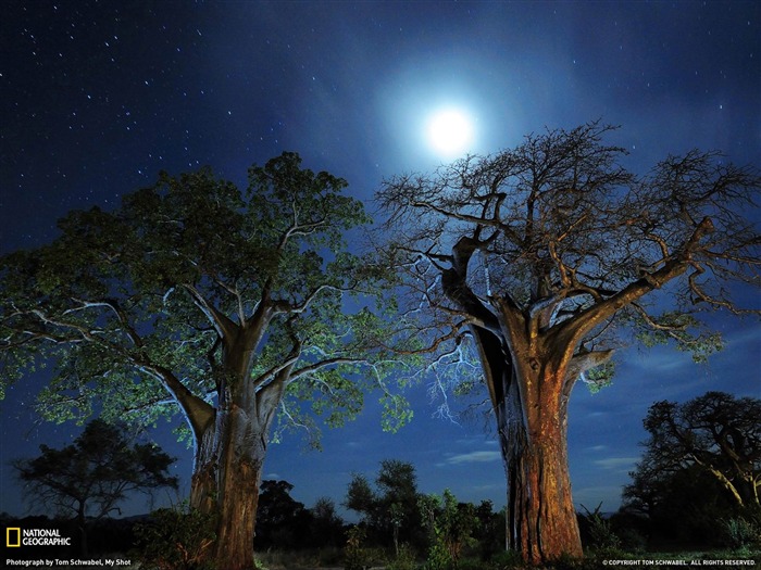 Baobab Trees Tanzania-National Geographic Wallpaper Views:11353 Date:2013/10/19 10:55:09