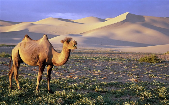 Increíble mundo de animales de escritorio fondo de pantalla Vistas:38363