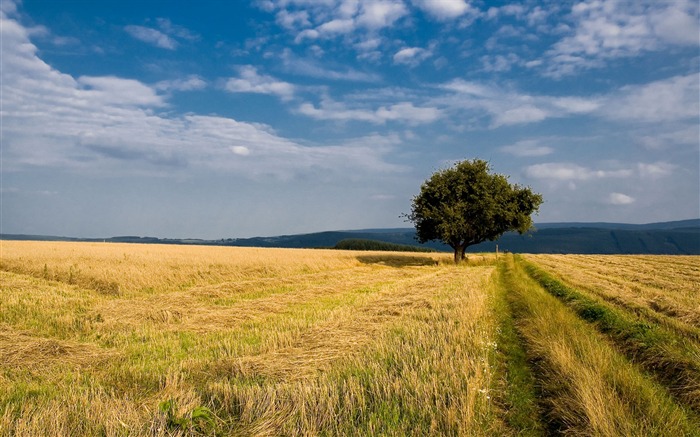 Fondos de pantalla de los campos del paisaje dorado y europeo Vistas:10553