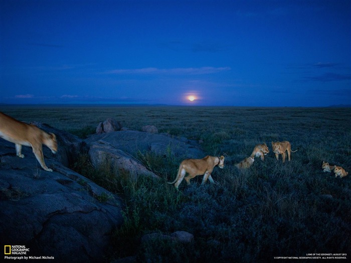 Lions Serengeti-National Geographic Wallpaper Views:9426 Date:2013/10/19 10:58:54