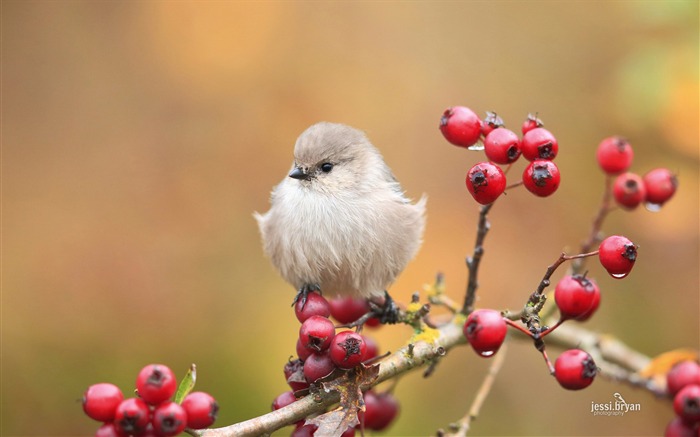 素敵な鳥の写真のHDの壁紙 ブラウズ:9617