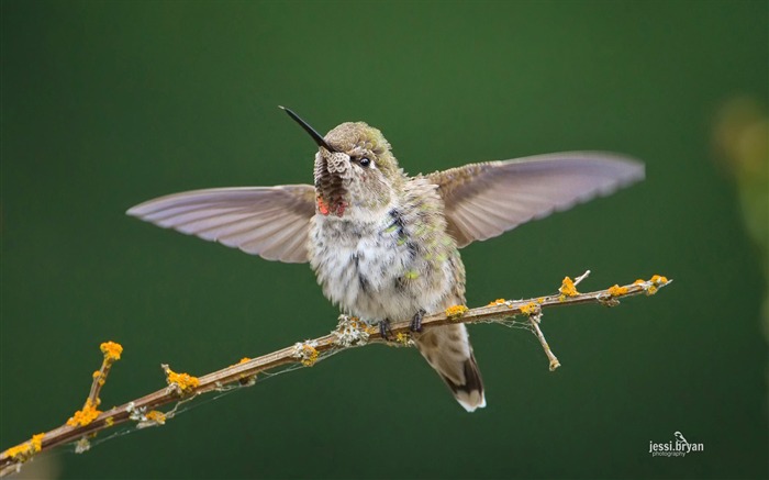 素敵な鳥の写真のHDの壁紙 ブラウズ:8850