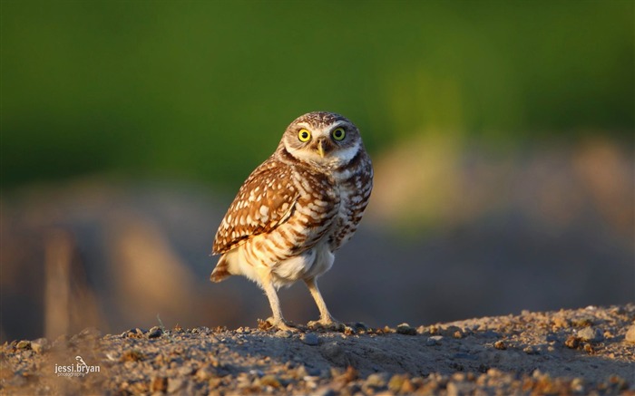 素敵な鳥の写真のHDの壁紙 ブラウズ:8540