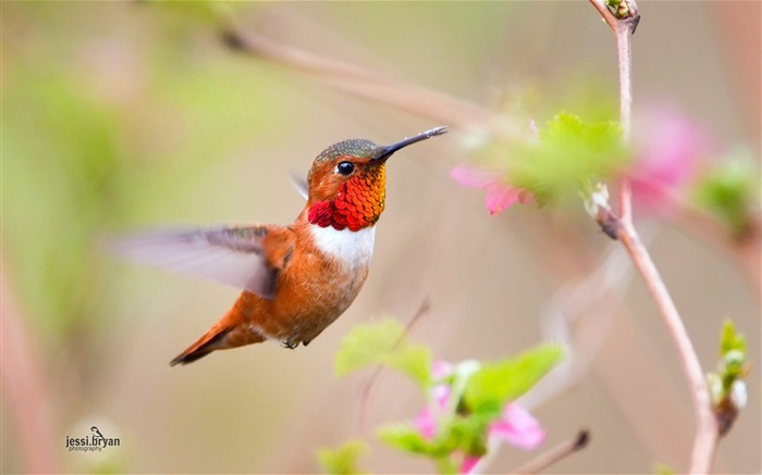 素敵な鳥の写真のHDの壁紙 ブラウズ:8464