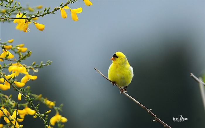 素敵な鳥の写真のHDの壁紙 ブラウズ:10593