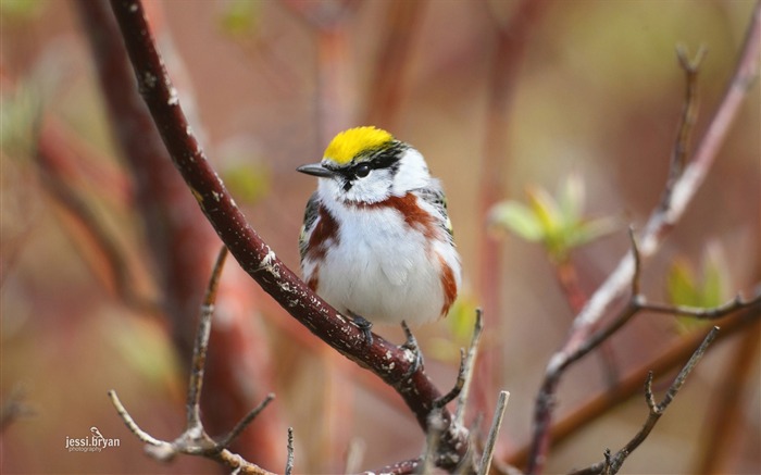 素敵な鳥の写真のHDの壁紙 ブラウズ:8771