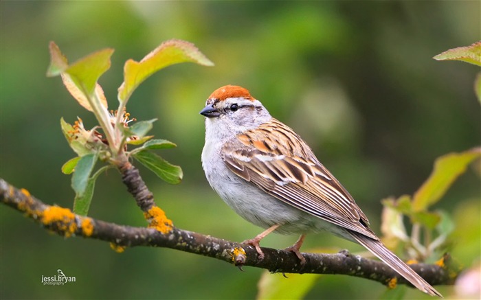 Oiseau belle photo HD Fond d'écran Vues:35081