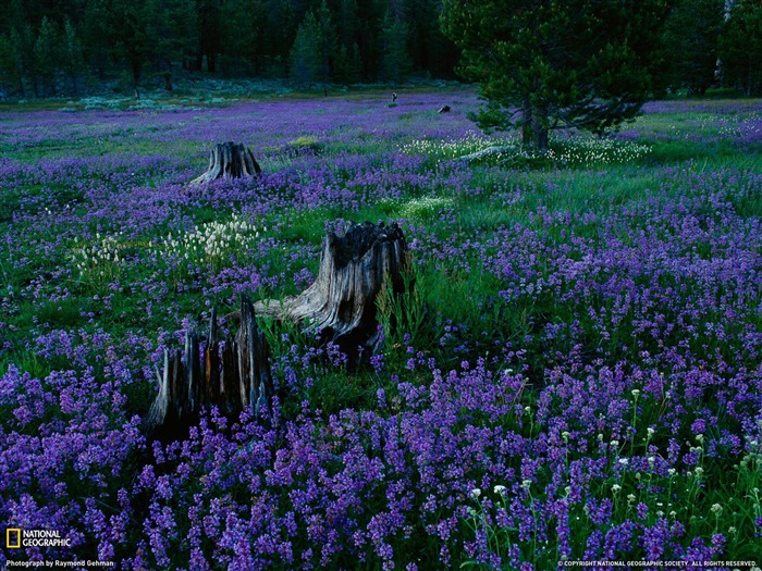 Penstemons Tahoe National Forest-National Geographic Wallpaper Views:10793 Date:2013/10/19 11:01:06