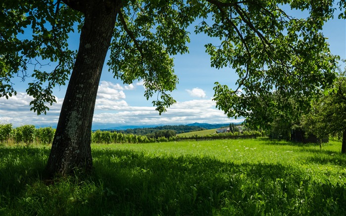 Fondo de pantalla de paisaje de árbol de verano europeo Vistas:12316