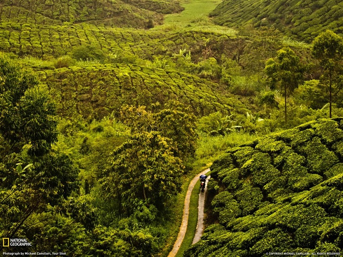 Tea Plantation Malaysia-National Geographic Wallpaper Views:9899 Date:2013/10/19 11:05:24