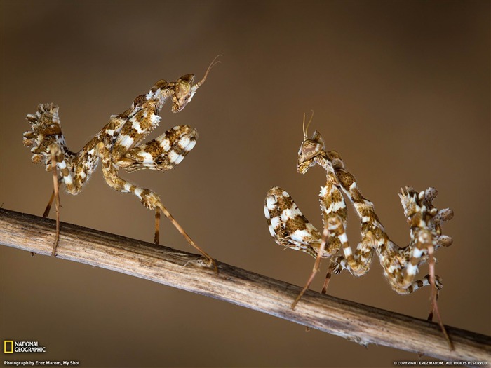 Thistle Mantis Nymphs Israel-National Geographic Wallpaper Views:8828 Date:2013/10/19 11:06:54