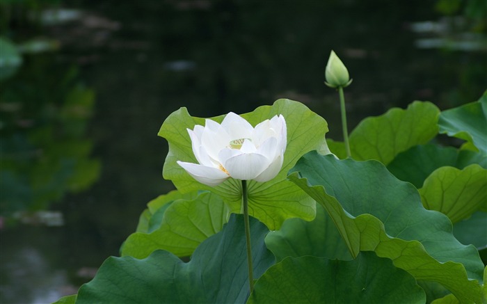 白蓮花花瓣葉 - 花高清壁紙 查看次數:10236