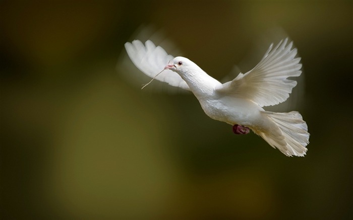 bird flap wings white dove-Animal HD Wallpaper Views:15133 Date:2013/10/2 10:33:07