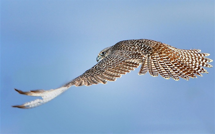 bird prey flying sky-Animal HD Wallpaper Views:11899 Date:2013/10/2 10:35:01