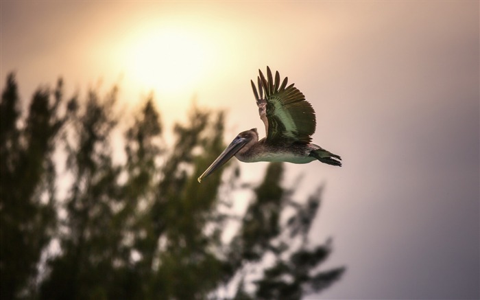 pájaro puesta del sol volando cielo árboles-Animal fondo de pantalla HD Vistas:9404