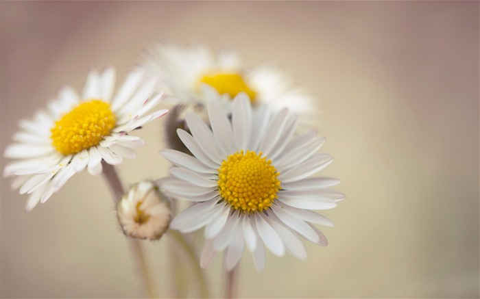 flores de buquê margaridas-Plantas HD Wallpaper Visualizações:10751