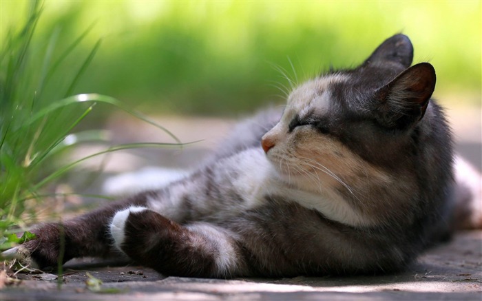 cat lying grass rest sleep-Animal HD Wallpaper Views:9816 Date:2013/10/2 10:37:28