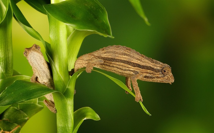 chameleon twigs grass plant-Animal HD Wallpaper Views:9122 Date:2013/10/2 10:38:40