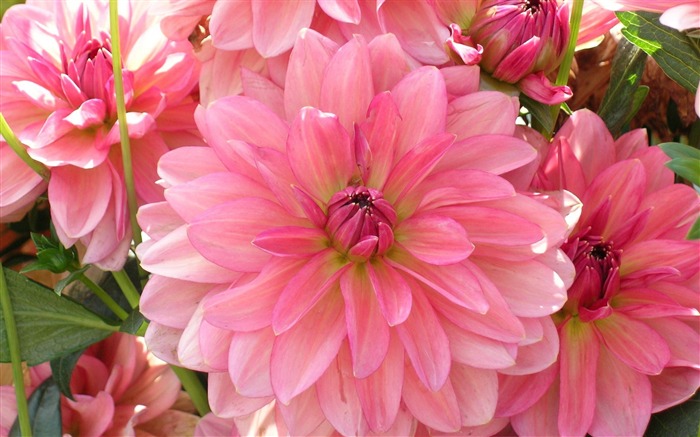 dahlia petals pink-Flowers HD Wallpaper Views:13536 Date:2013/10/14 18:59:49