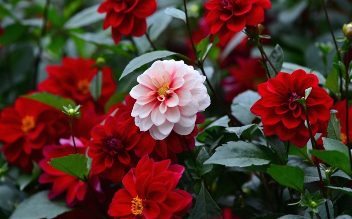 dahlias colorful sharpness-Flowers HD Wallpaper Views:9606 Date:2013/10/14 19:00:51