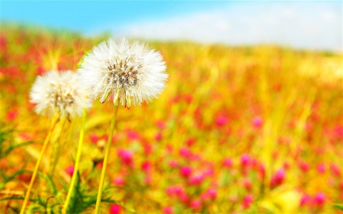 dandelion plant flower-Photo HD Wallpaper Views:9173 Date:2013/10/2 1:43:00