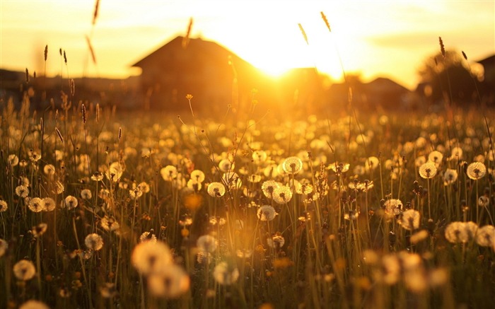 dandelions house sunset-Plants HD Wallpaper Visualizações:10134