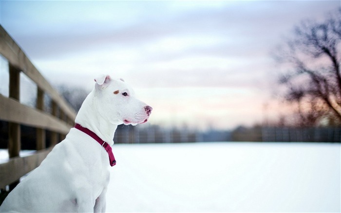 dog snow winter-Animal HD Wallpaper Views:10602 Date:2013/10/2 10:39:16