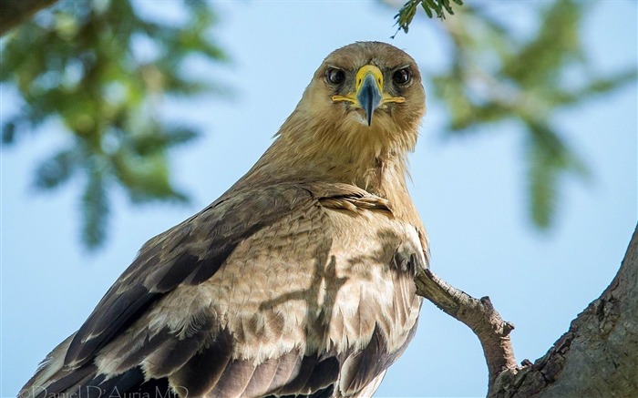 eagle bird branch feathers predator-Animal HD Wallpaper Views:8904 Date:2013/10/2 10:40:46