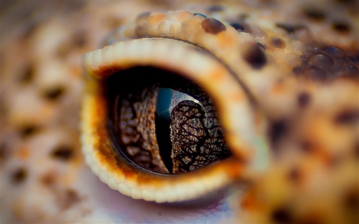 eyes crocodile eyelid-Animal HD Wallpaper Views:15834 Date:2013/10/2 10:41:46