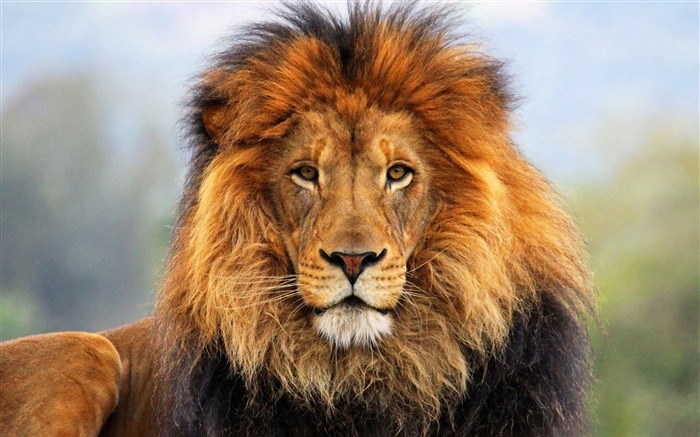 face eyes lion fur mane-Animal HD Wallpaper Views:155249 Date:2013/10/2 10:42:35