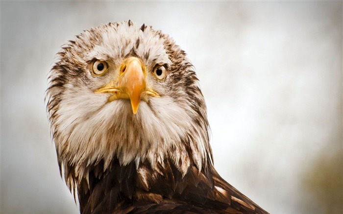 feathers beak eagle eyes head-Animal HD Wallpaper Views:12487 Date:2013/10/2 10:43:14