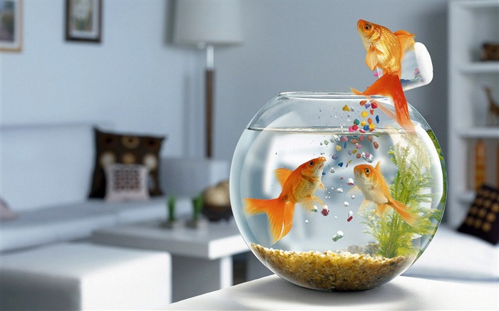 fish aquarium swimming glass-Best HD Wallpaper Views:11046 Date:2013/10/23 11:03:21