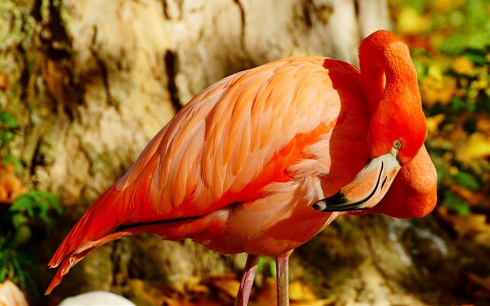 flamingo beak bird-Animal HD Wallpaper Views:10167 Date:2013/10/2 10:44:09