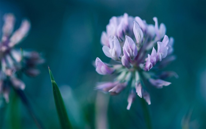 plante pétales de fleurs-Photos HD Fond d'écran Vues:7907