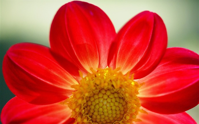 plante pétales de fleurs-Photos HD Fond d'écran Vues:7018