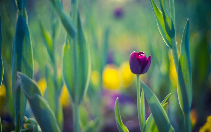 tulipa de flores roxo-Plantas HD Wallpaper Visualizações:8308