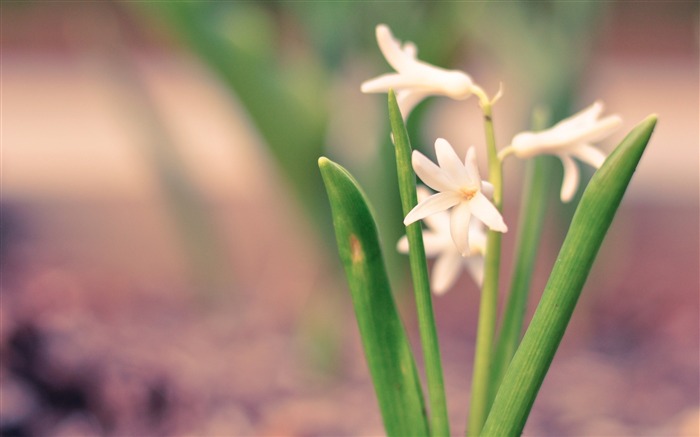 papel de parede de flores de borrão-Plantas Visualizações:8899